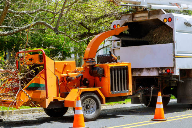 Reliable Slaughterville, OK Tree Removal and Landscaping Services Solutions